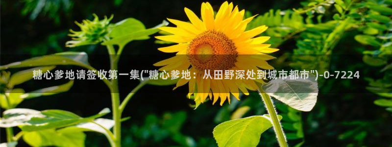 糖心vlog颜值排行